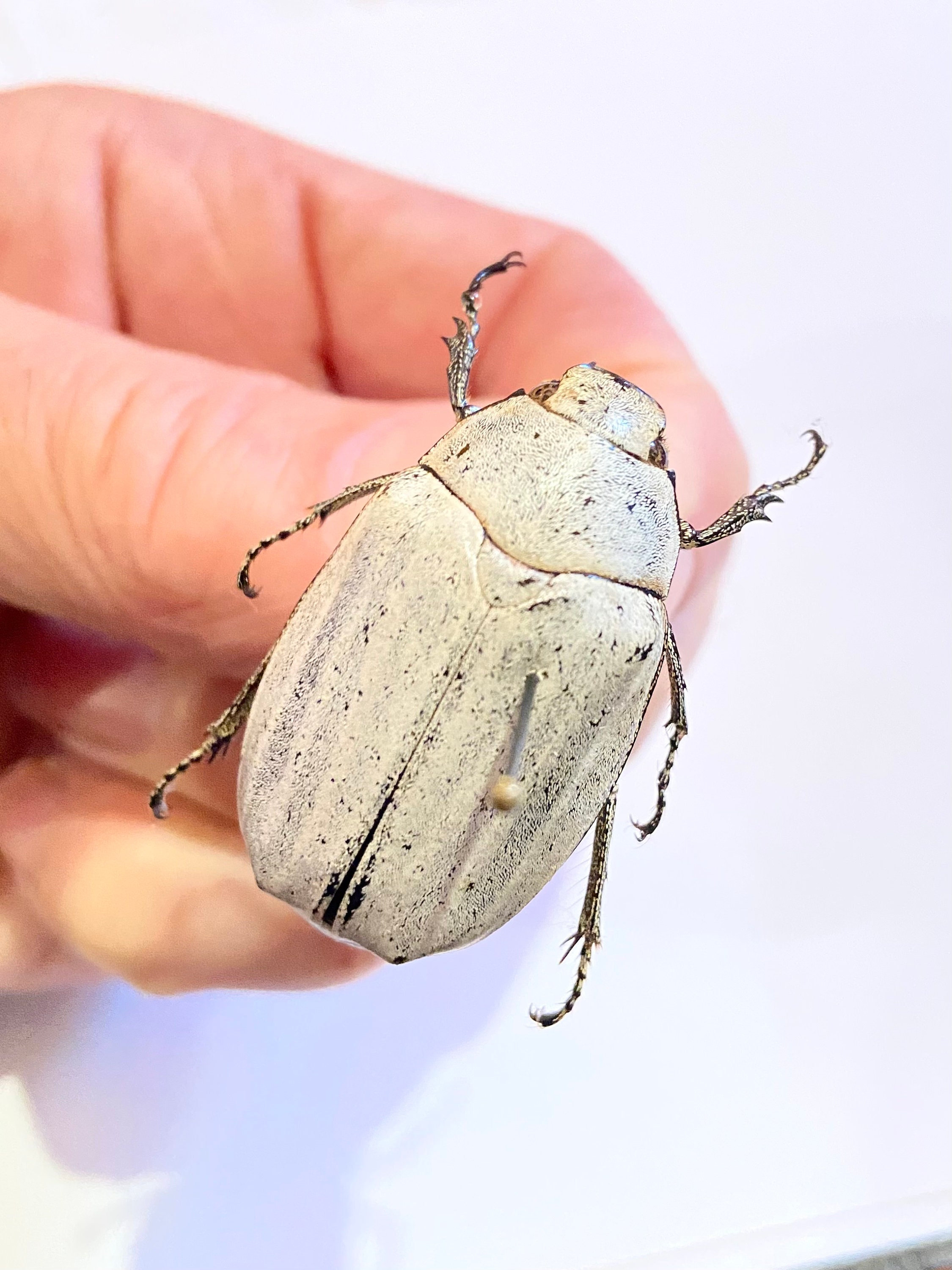 Christmas beetle - Etsy 日本