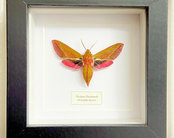 Elephant Hawkmoth (Deilephila elepenor)real insect moth framed. real moth. real insect. framed moth. insectsofbeautyuk. entomology. moth