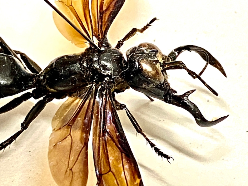 Garunda Insect The King of Wasps (megalara Garuda) Real Specimen. Hornet. Bee. Wasp ...