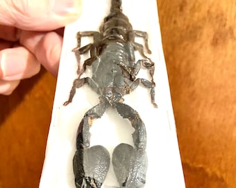 Forest Scorpion-exemplaar (Heterometrus cyaneus)