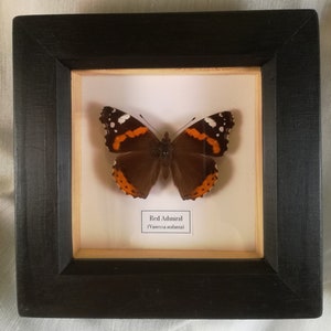 Red Admiral Vanessa atalanta framed. image 4