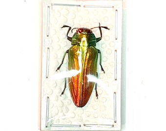 レインボー ジュエル ビートル。Belionata sumptuosa。タマムシ科