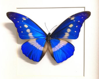Morpho Rhetenor Helena. Real Butterfly. Entomology. - Etsy