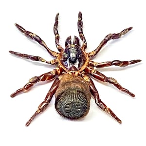 Spider. Cyclocosmia ricketti. Real specimen. image 5