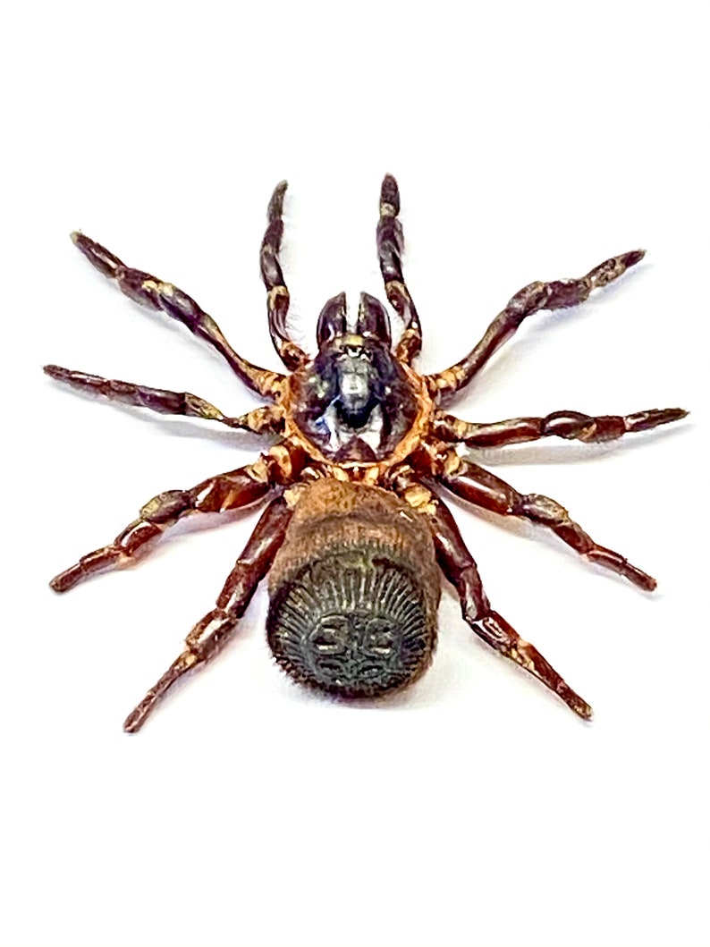 Spider. Cyclocosmia ricketti. Real specimen. image 5