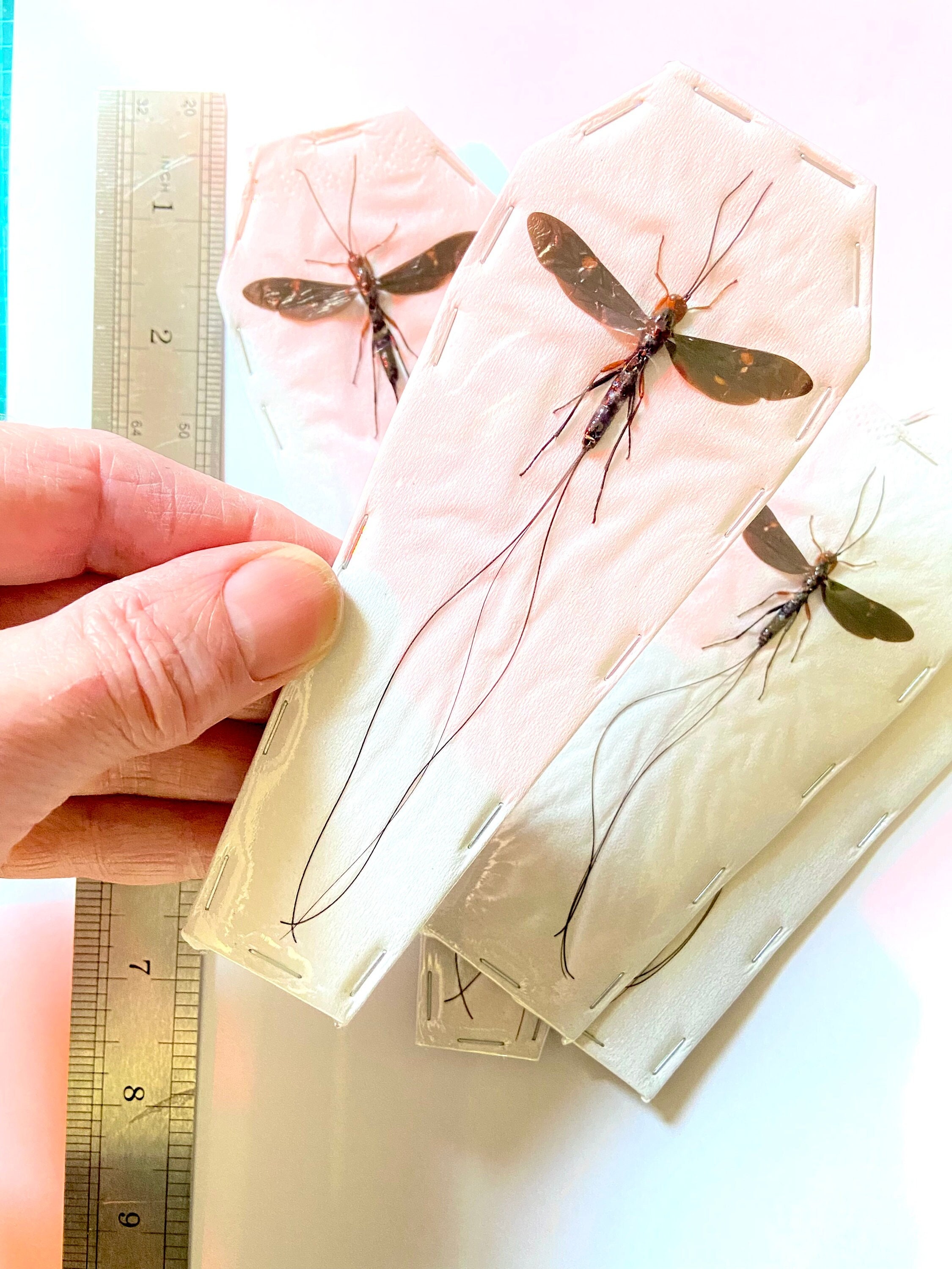 寄生蜂の巨大（Braconid sp）実物標本。イクネウマン。スズメバチ