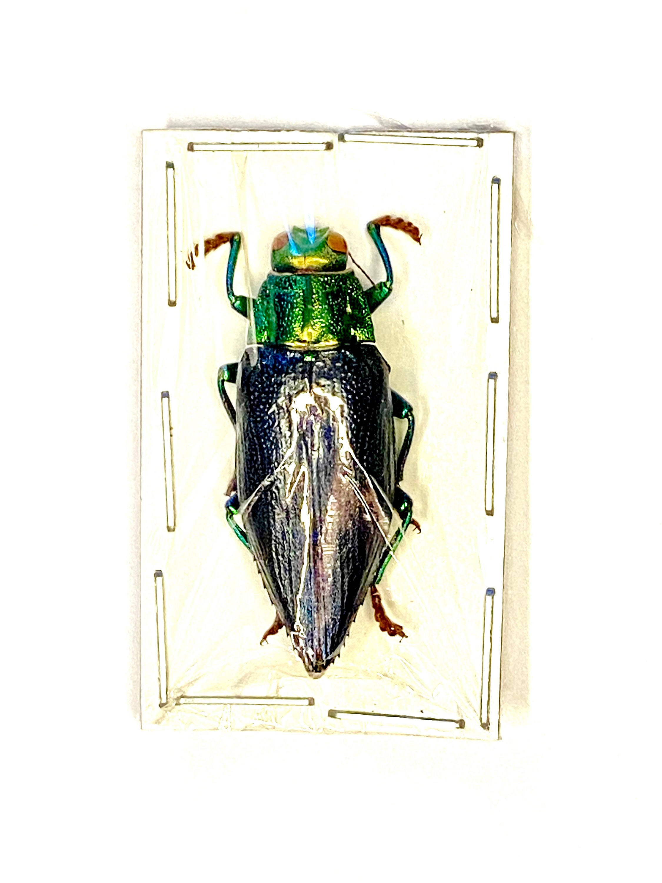 Emerald Jewel Beetle Specimen Pair in Vintage Keepsake Box Emerald Jewel Beetle Specimen Pair in Vintage Keepsake Box
