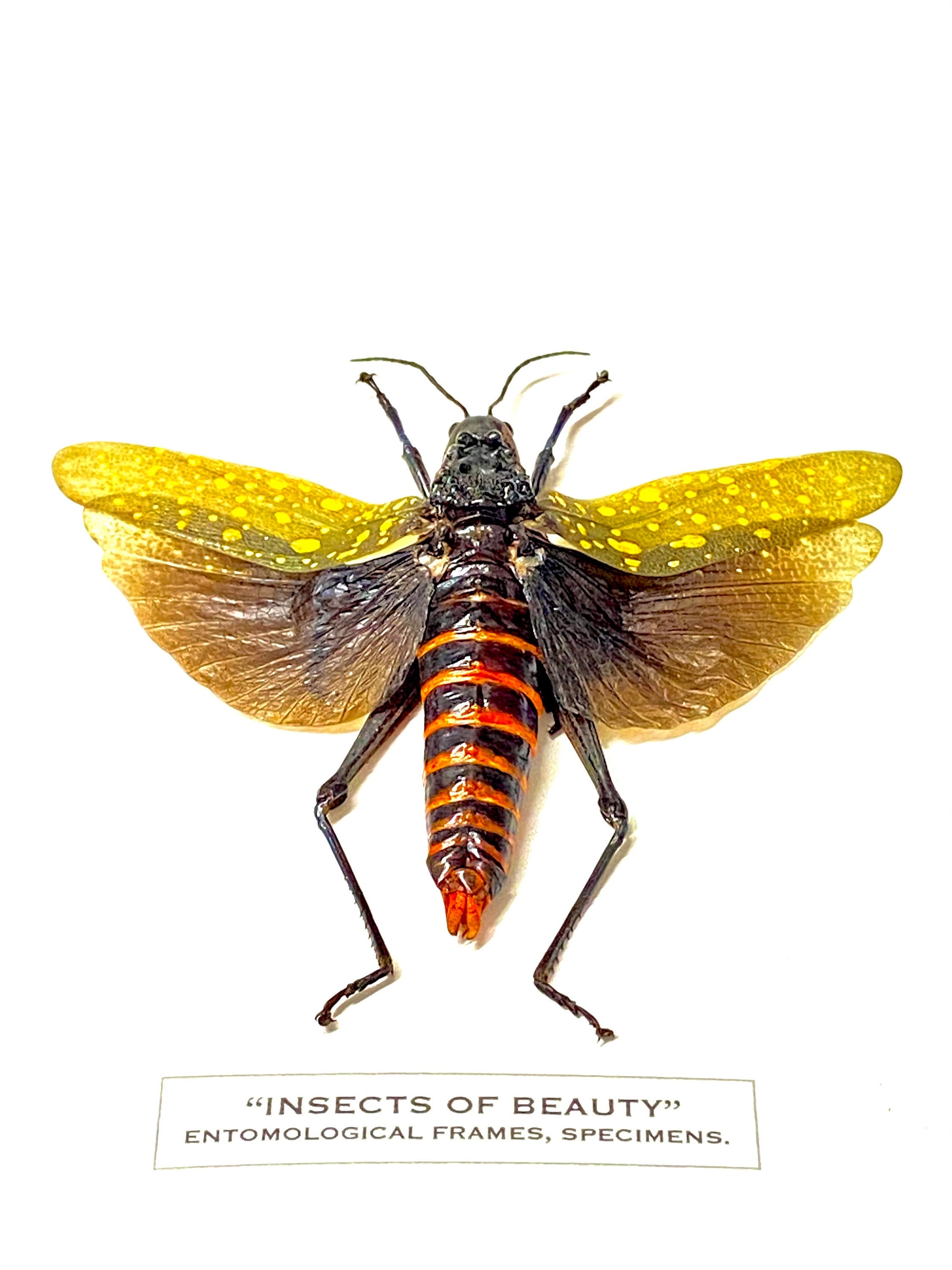 キバッタ（Aularches punctatus）の実物昆虫標本 - Etsy 日本