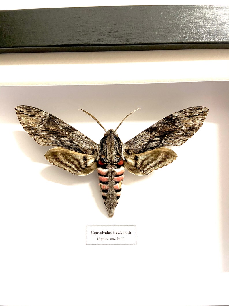 Convolvulus Hawkmoth Agrius convolvuli real moth framed. image 3