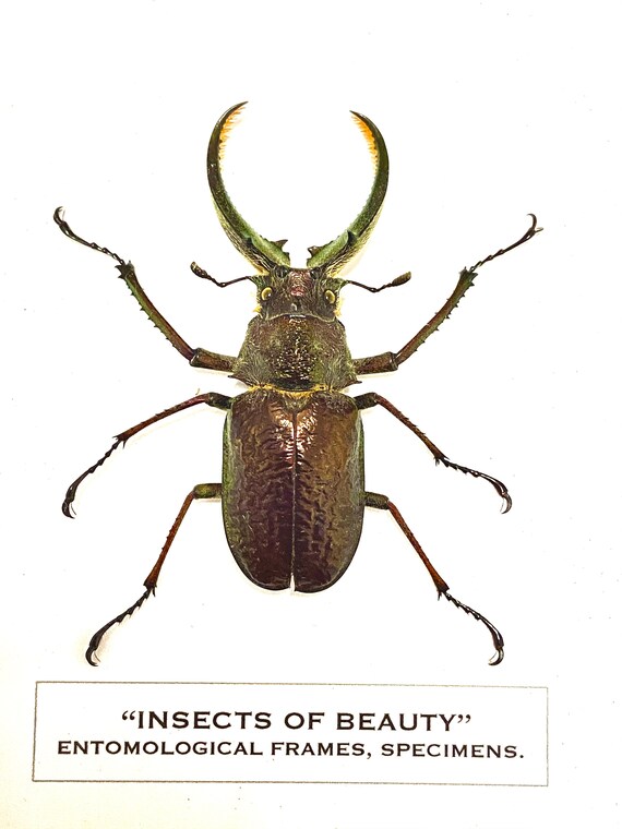 Four Eyed Stag Beetle (sphaenognathus Gigantheus) Specimen Only