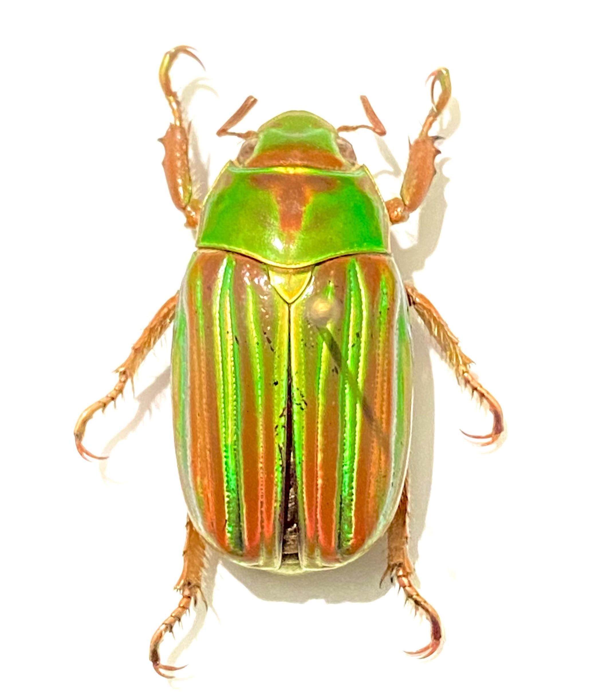 【超激レア個体！】 Chrysina aurigans 標本 プラチナコガネ 超激レア個体！】 Chrysina aurigans 標本 プラチナコガネ 超激レア