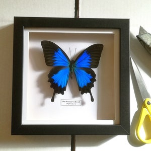 Blue Mountain Swallowtail (Papilio ulysses) Real Butterfly.