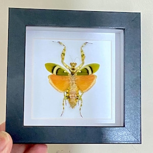 Bandad blombönsyrsa. riktig insektsuppstoppning. Insektsexemplar. Inramad insekt. Insekteravskönhetens insekter. Insektskonst. Entomologi. bönsyrsa. Inramade insekter