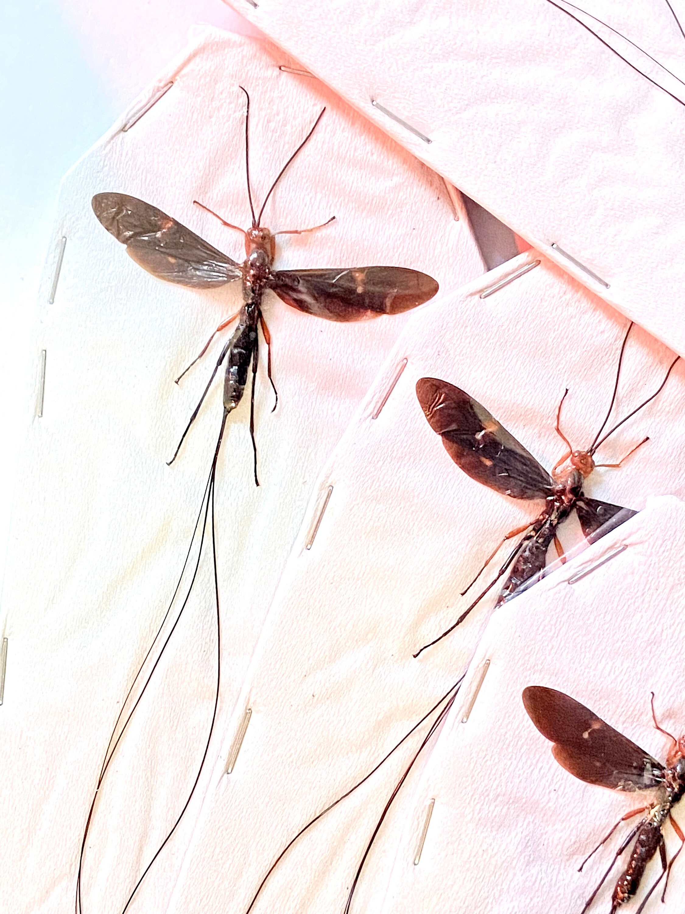 寄生蜂の巨大（Braconid sp）実物標本。イクネウマン。スズメバチ