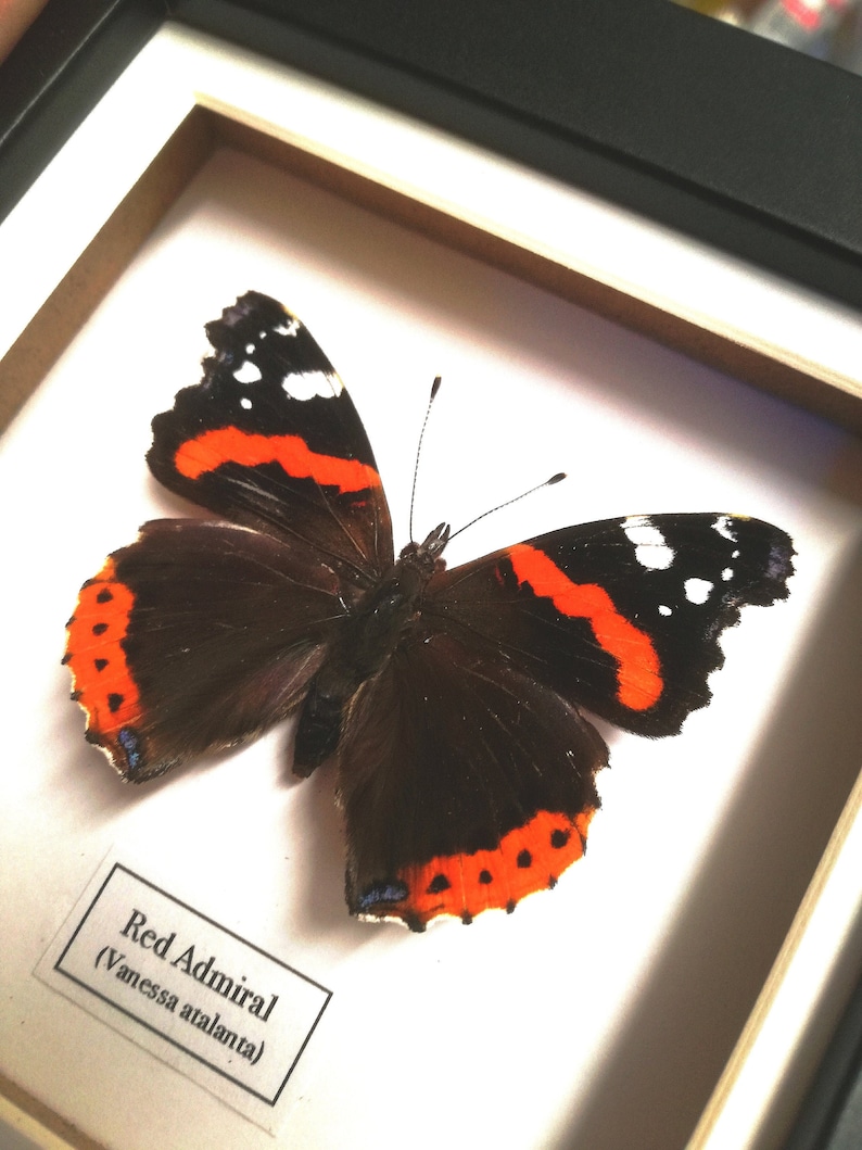 Red Admiral Vanessa atalanta framed. image 1