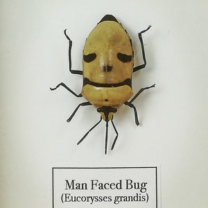 Pearl Man Face Stink Bug Eucorysses Grandis SPREAD Deep Shadow Box Frame Display Käfer Insekt