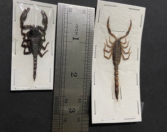 サビノキクモ（Acanthoscurria ferina）本物のクモの標本