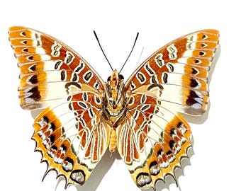 Charaxes Brutus. Real butterfly. insect. taxidermy. beetle. insect art. entomology. bugs. insect specimens. entomological. Lepidoptera