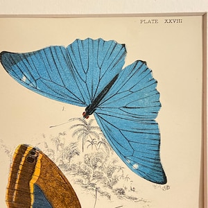 Antike Druck/Platte 1897 original. Vintage Morpho Schmetterling Druck.