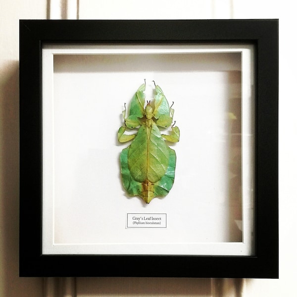 Giant Leaf Insect (Phylium bioculatum pulchrifolium) real specimen