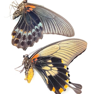 Papilio memnon. ein Paar. Schwalbenschwanz. Echter Schmetterling. ungefasste gefaltete Flügel. Insektender Schönheit.