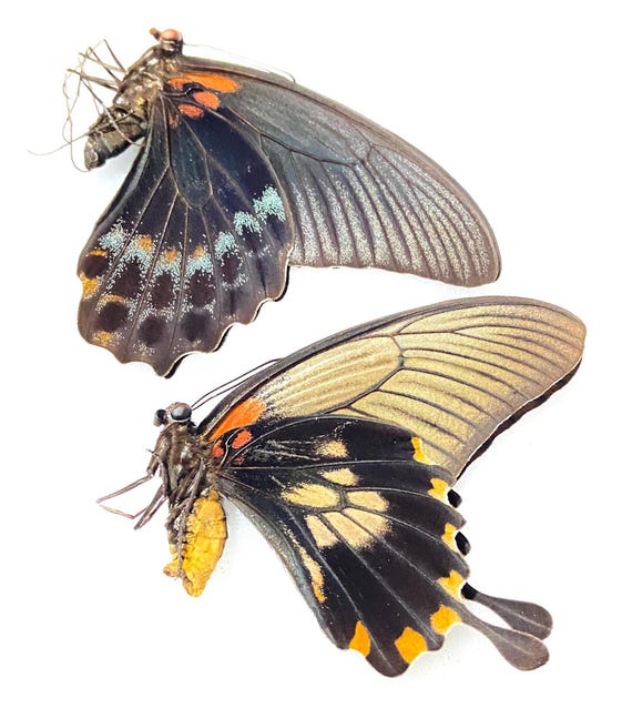 Papilio Memnon. One Pair. Swallowtail. Real Butterfly. Un-set