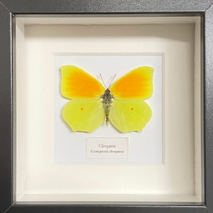 Cleopatra (Gonepteryx cleopatra)  Real Insect, entomology. butterfly. moth. real butterfly. insect specimen. insectsofbeauty. insect art.