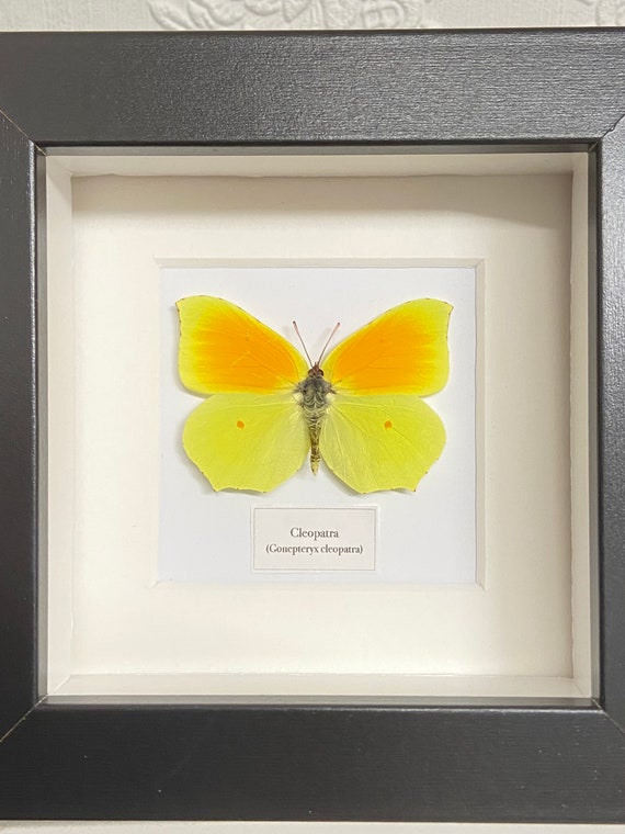 クレオパトラ (Gonepteryx cleopatra) 本物の昆虫、昆虫学。蝶。蛾