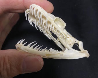 ドブネズミの頭蓋骨 (Rattus norvegicus) 本物の頭蓋骨。齧歯動物