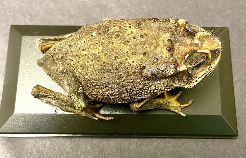 Toad (asian) Real Preserved Specimen in Display Case. Toad. Frog ...