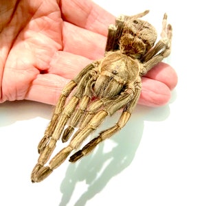 サビノキクモ（Acanthoscurria ferina）本物のクモの標本