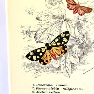 Antique Print/Plate 1897 original. Vintage Butterfly print.