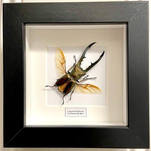 Stag Beetle (Cyclommatus metallifer finae) real insect. Beetles. Real insect. Insectsofbeauty. Insect sale.Entomology. Lucanidae.coleoptera
