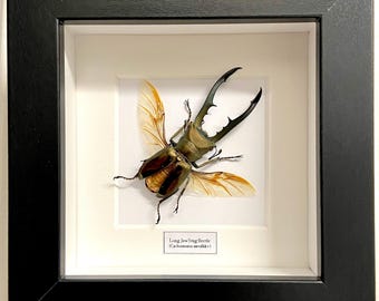 Ekoxe (Cyclomatus metallifer finae) riktig insekt. Skalbaggar. Riktig insekt. Insekter av skönhet. Insektsförsäljning. Entomologi. Lucanidae. Coleoptera