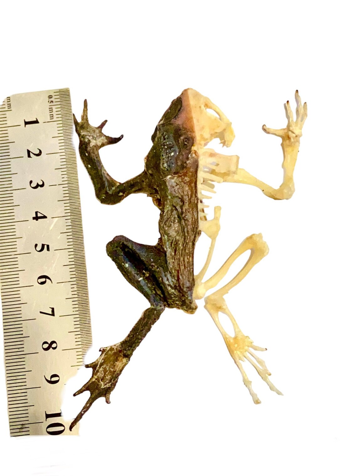 Toad Half Skeleton (asian Species) Real Specimen. Frog. Crapaud ...