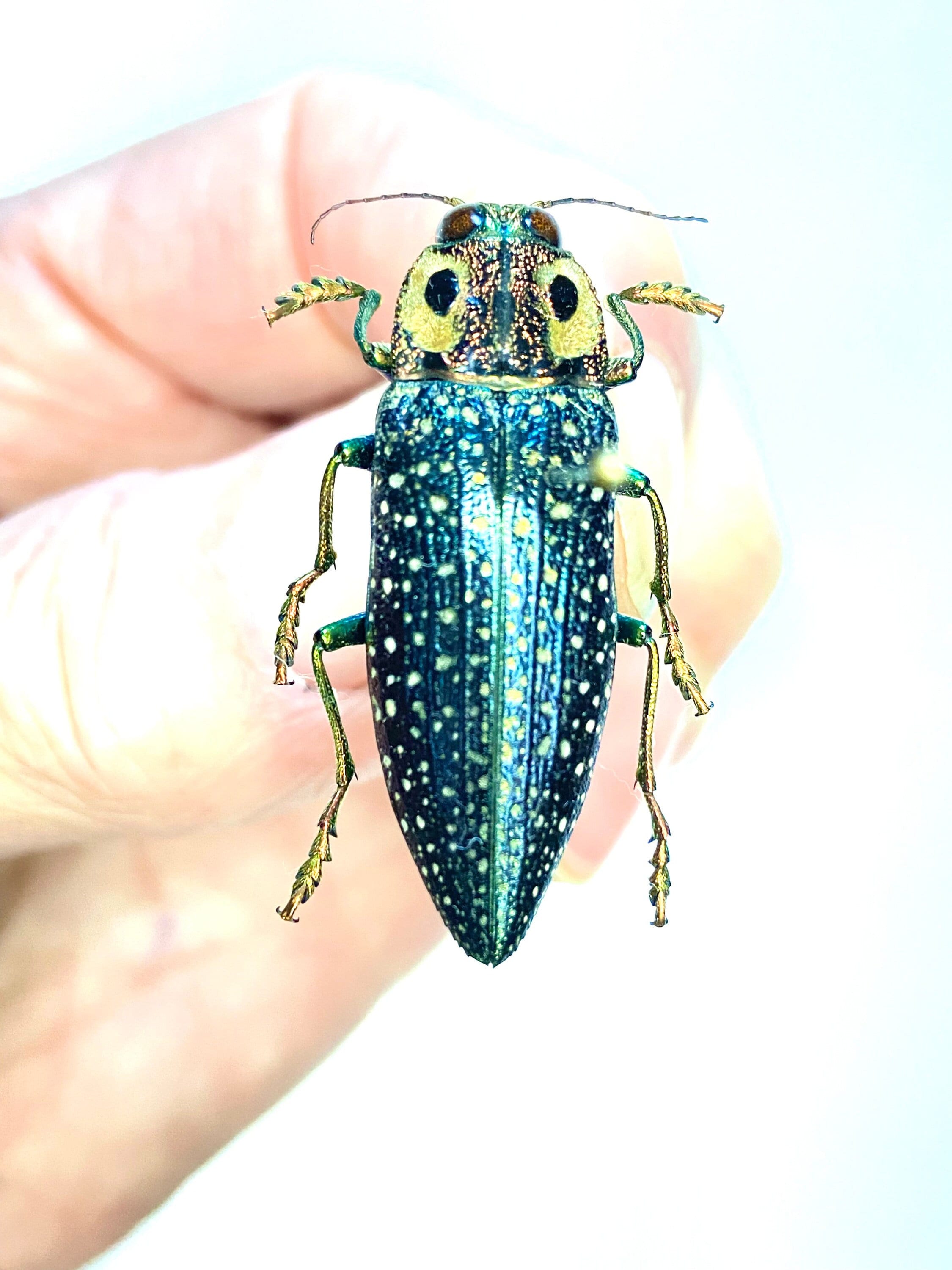 False-eyed Jewel Beetle. Real Specimen - Etsy