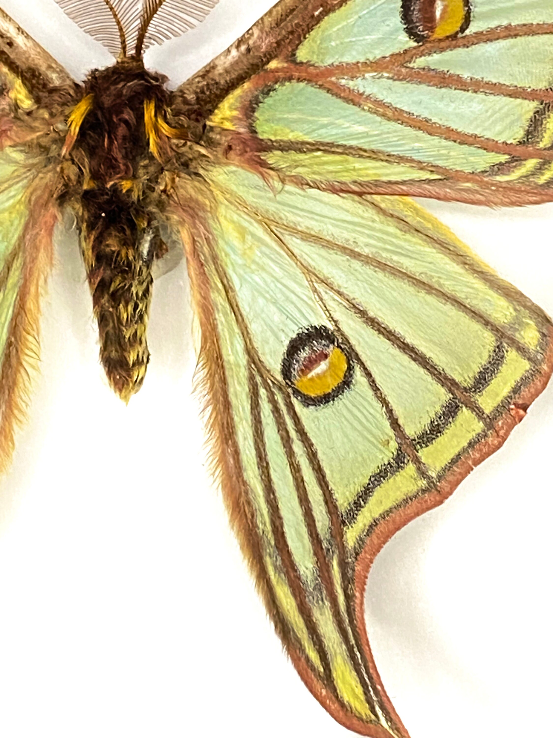 Spanish Moon Moth (graellsia Isabellae) Framed - Etsy