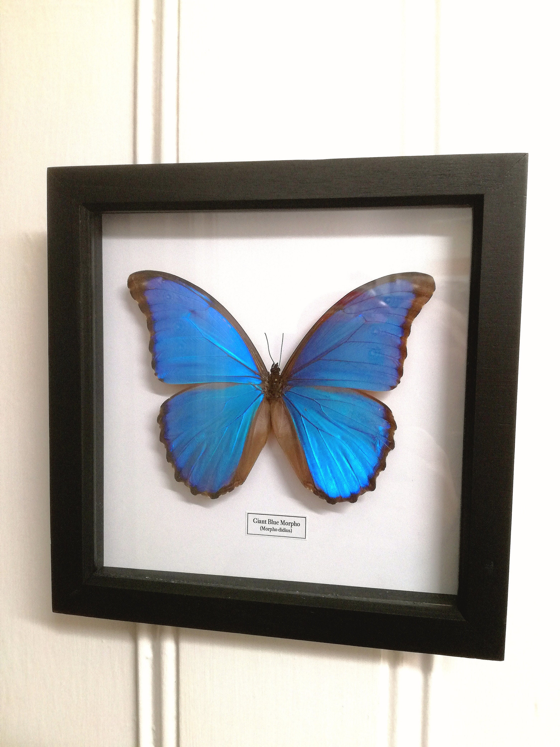 Blue Morpho Giant (godarti Didius) Butterfly (real Framed Insect
