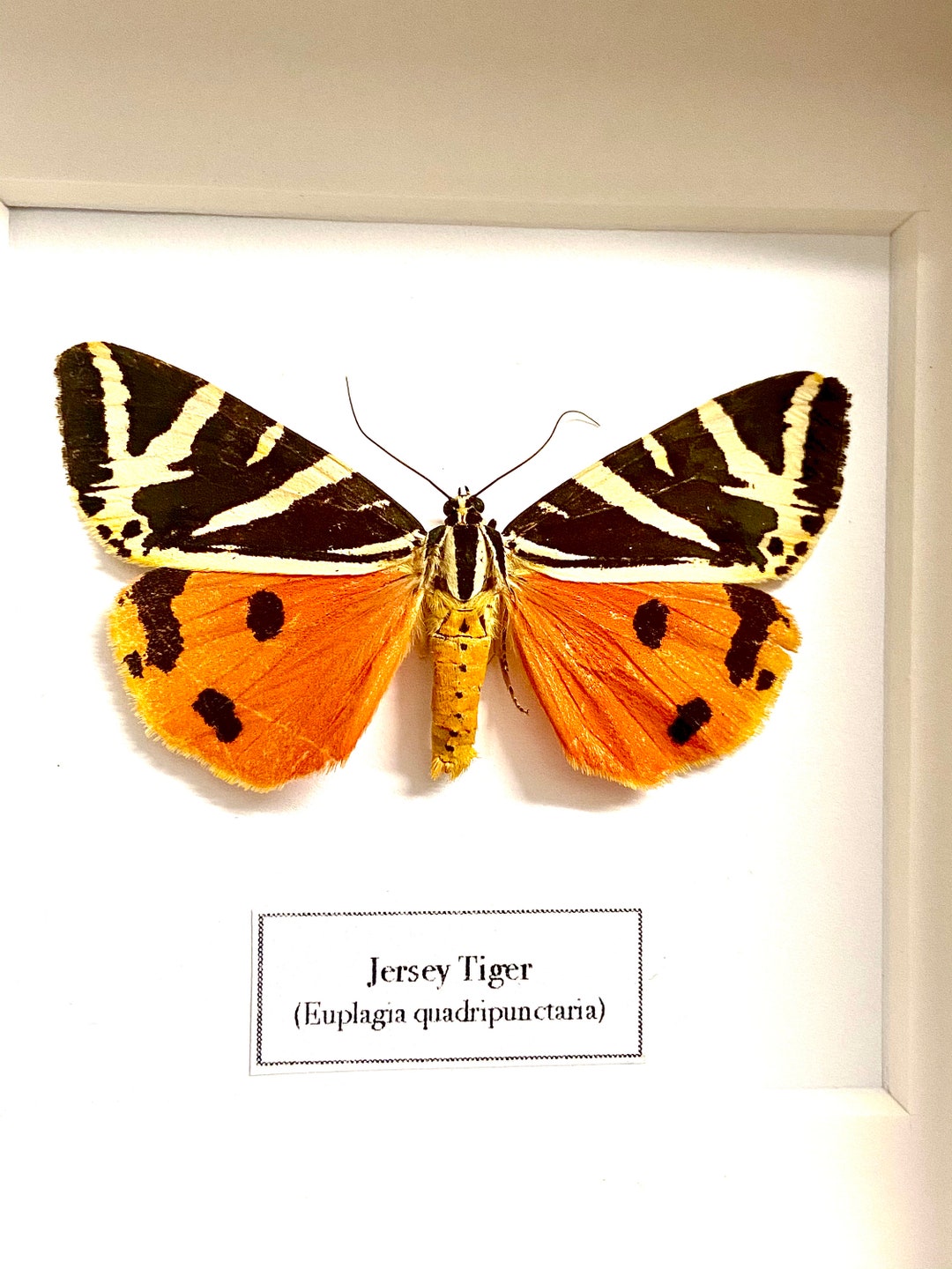 ジャージータイガーモス（Euplagia quadripunctaria）本物の昆虫の額装