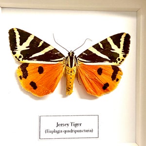 Jerseytigermal (Euplagia quadripunctaria) riktig insekt inramad. riktig mal. inramad mal. insectsofbeautyuk. Lepidoptera. entomologi