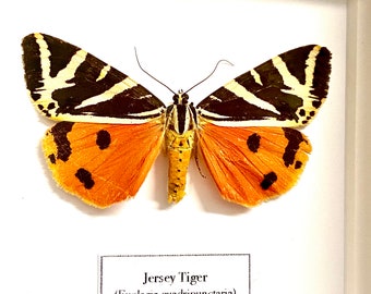 Jersey Tiger Moth (Euplagia quadripunctaria) real insect framed.