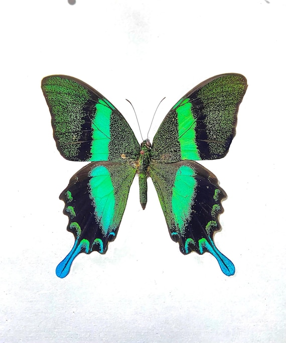 Papilio blumei。アゲハチョウ。本物の蝶。額縁なし、羽は折り畳まれ