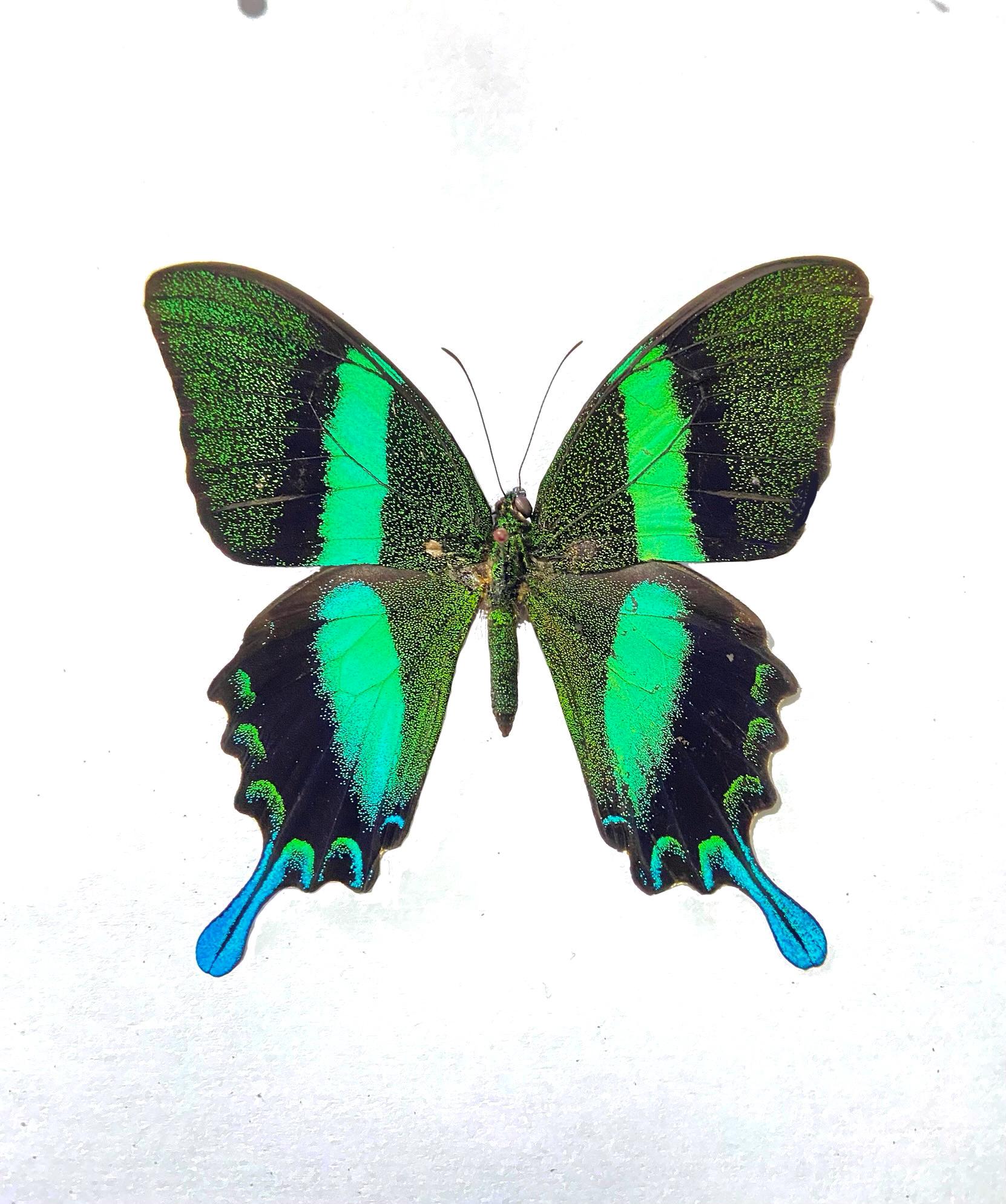 アゲハ蝶　ブルメイアゲハ　標本 Papilio blumei。アゲハチョウ。本物の蝶。額縁なし、羽は折り畳まれ