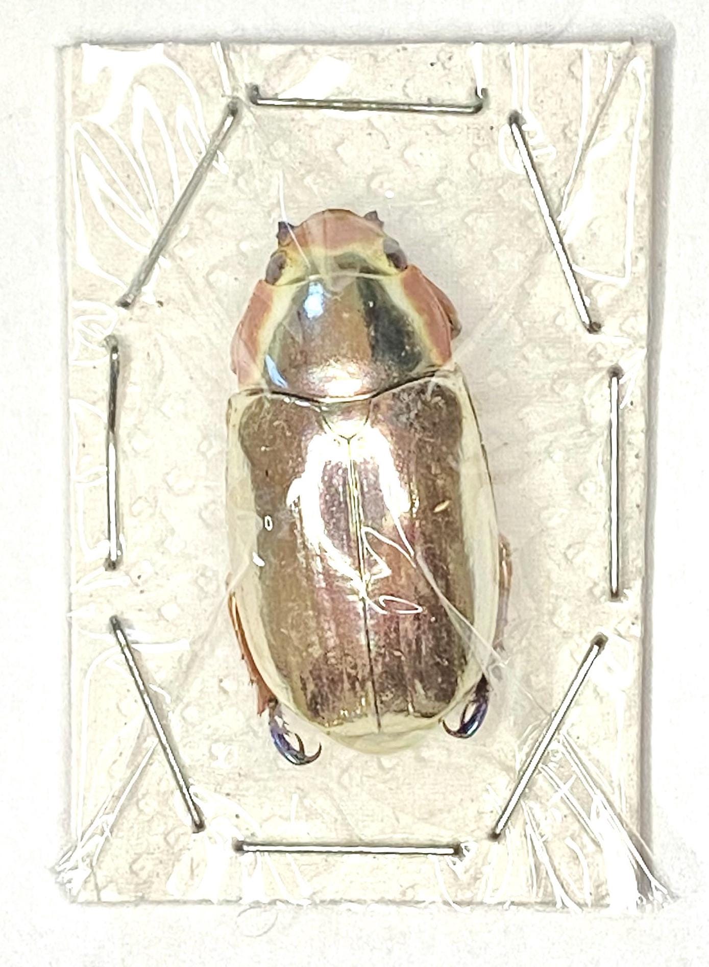 Silver Scarab (chrysina Chrysargirea) Specimen Only. Plusiotis