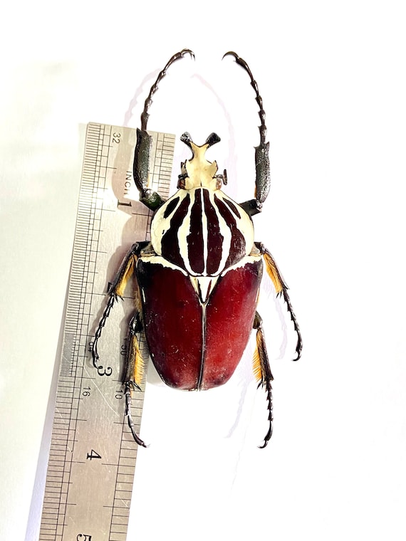 標本 Goliathus goliatus apicalis 85mm CONGO Goliath Beetle (goliathus Apicalis) Real Specimen. Beetle