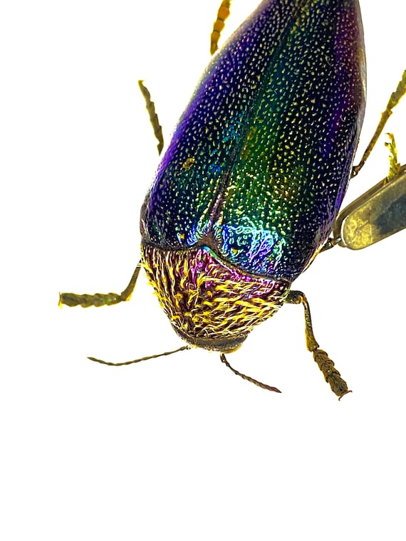 タンザニアのタマムシ Sternocera tricolor アフリカタマムシ（Sternocera pulchra）本物の昆虫 - Etsy 日本
