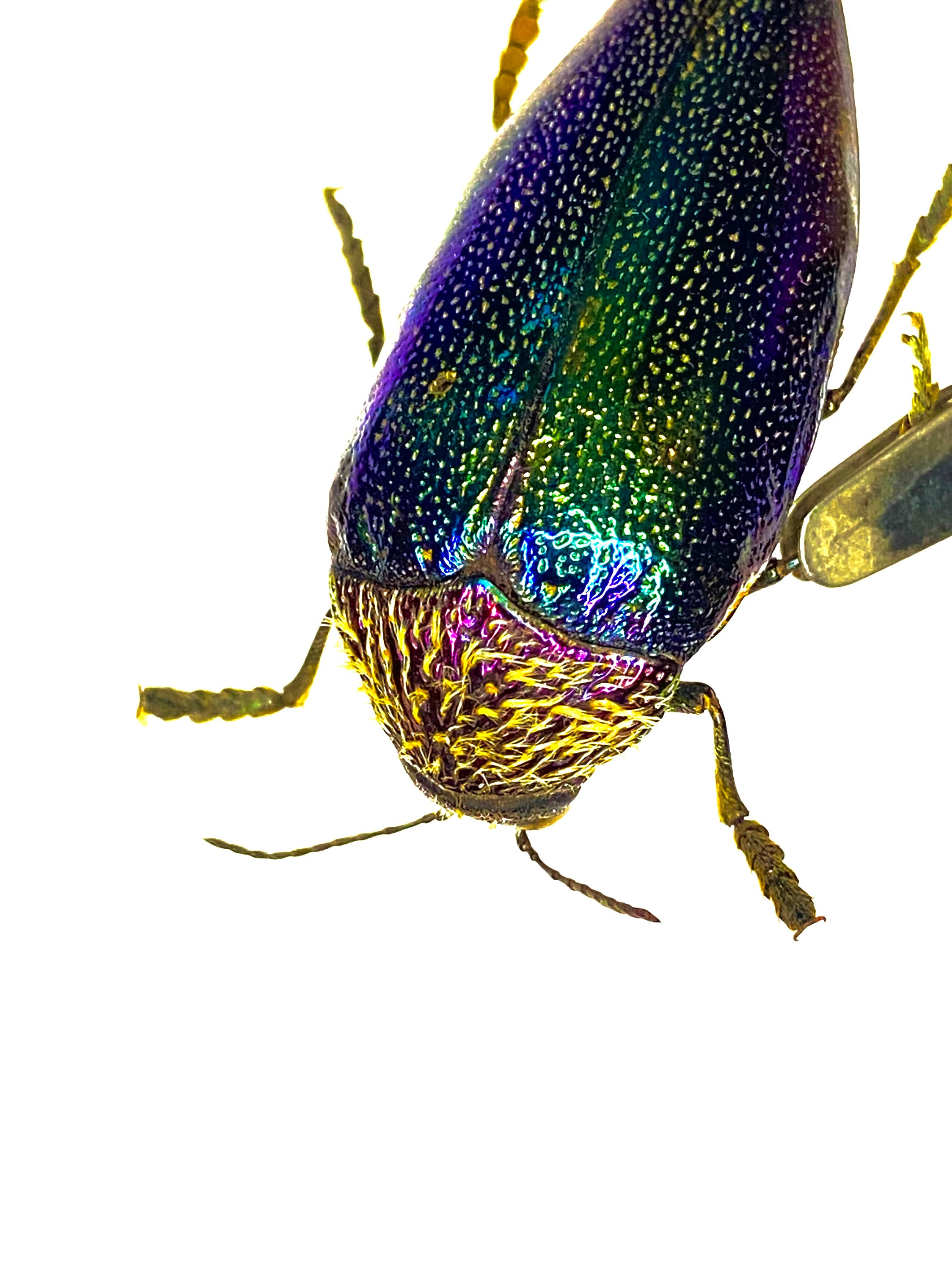 African Jewel Beetle (sternocera Pulchra) Real Insect - Etsy Finland