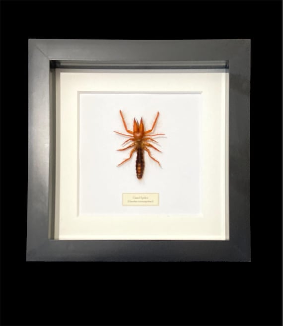 ラクダグモ。サソリグモ科。ディノハックス。風サソリ。サンスパイダー