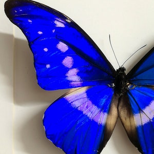 Morpho Rhetenor Helena. Real Butterfly. Entomology. - Etsy