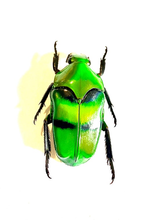 Green Barred Scarab (ischiopsopha Bifasciata) Real Specimen
